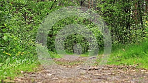 Forest landscape in spring. Walk in the park