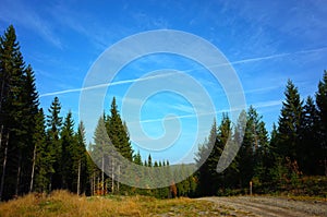 Forest landscape with spruce trees, dirt road and blue sky