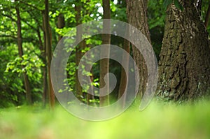 Forest landscape in the summer