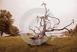 Forest landscape with sunlit poplars and river