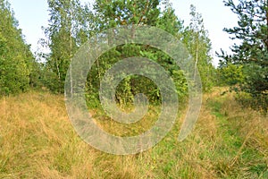 Forest landscape at sunny day