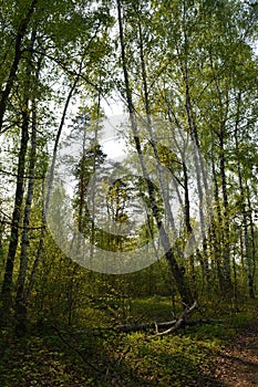 Forest landscape with tall birch trees and fresh green grass in spring