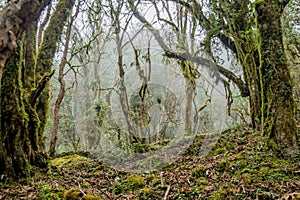 Forest landscape with trees covered by green moss