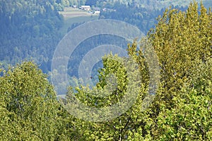 Forest landscape with hills and rural fields