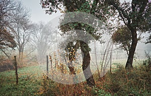 Forest landscape with trees without leaves in autumn over fog