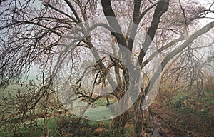 Forest landscape with trees without leaves in autumn over fog