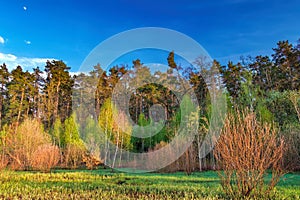 Forest landscape under evening sky with clouds in sunlight