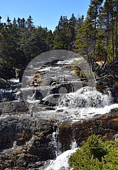 Forest landscape with a waterfall surrounded by evergreen trees