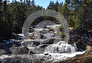 Forest landscape with a waterfall surrounded by evergreen trees