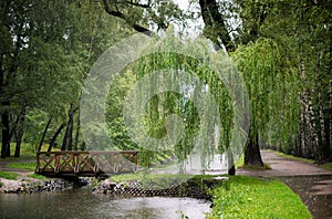 Forest landscape with a willow