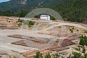 Forest landscape of wooden logs of pine woods in the forest, stacked in a pile in the National park of Pindus