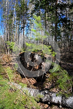 Forest landscape with a young pine tree on the earthen steeper.