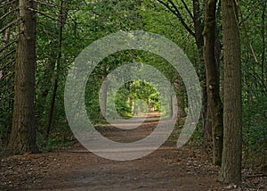 Forest  lane in the flemish countryside