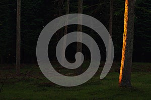 Forest with last rays of sun