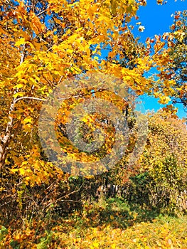 Forest with the last of the sun shining sunrays