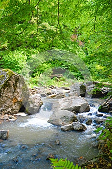 Forest, Lastiver, River trees in background. Ijevan, Armenia