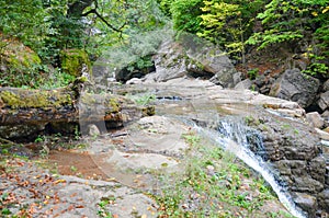 Forest, Lastiver, River trees in background. Ijevan, Armenia