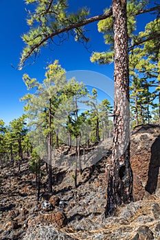 Forest on lava on Tenerife