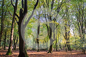 Forest with leaf trees