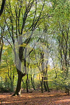 Forest with leaf trees