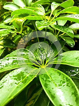 Forest leaves after rainfall