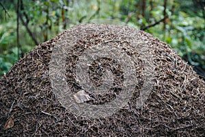 Forest life. Image of a large ant hill, close-up