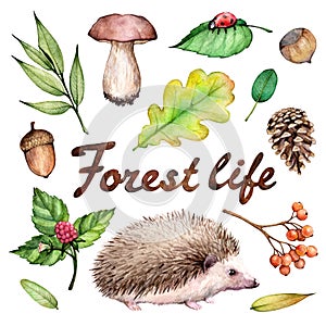 Forest life watercolor set. Illustration on white background with hedgehogs, ladybug, hazelnut, mushroom, acorn and leav