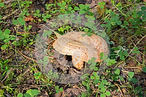 Forest light brown mushroom in a forest clearing, high quality photo