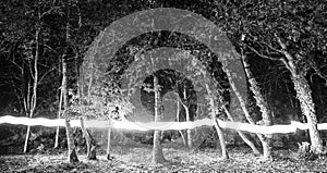 Forest with lightpainting