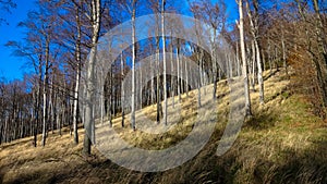 Forest Little Carphatian