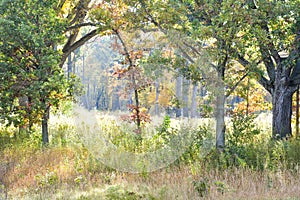 Forest at Lizard Mound County Park  - Native American