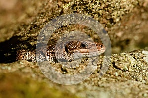 Forest lizard Zootoca vivipara