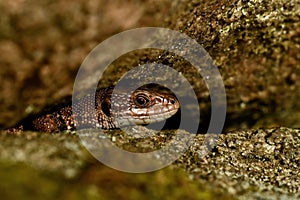 Forest lizard Zootoca vivipara