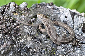Forest Lizard - Zootoca-vivipara