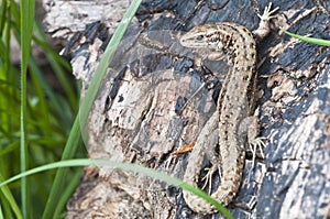 Forest Lizard - Zootoca-vivipara
