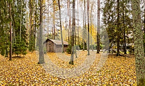 Forest lodge in backwoods, wild area in beautiful forest in Autumn, Valday national park, yellow leafs at the ground