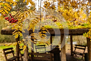 Forest lodge in backwoods, Wooden arbor, Branches with berries of a red mountain ash, beautiful forest in Autumn, Valday