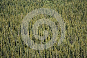 Forest of Lodgepole Pines