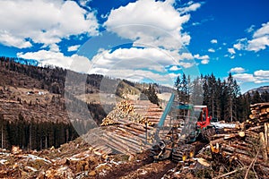 Forest log truck tree harvester working woodcutter Alps Italy. Concept industry cut wood