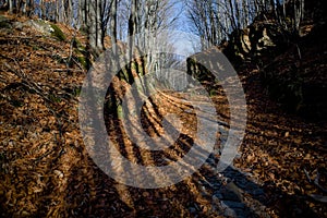 Forest long shadows photo