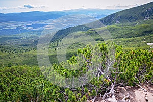 Forest of low pines in Tatra mountains