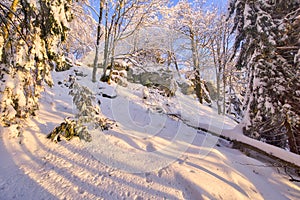 Forest on Lubietovsky Vepor on Polana mountains during winter