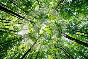 Forest, lush foliage, tall trees at spring or early summer