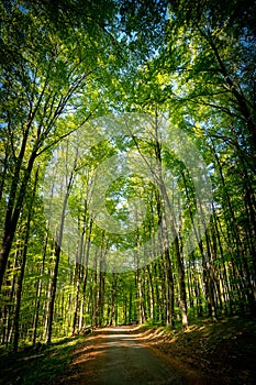 Forest, lush foliage, tall trees at spring or early summer.