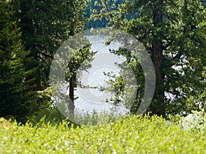 Forest lyrical landscape. Lake in the wild