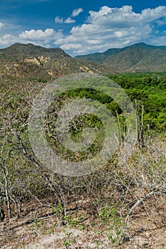 Forest of Machalilla National Park