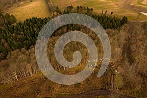 Forest machine cutting trees