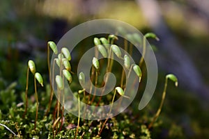 Forest Macro of Pohlia nutans moss with green spore capsules on red stalks photo