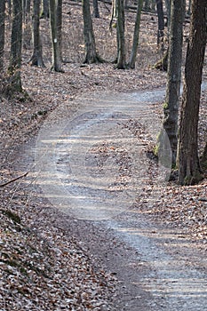 Forest in Male Karpaty mountains near Bratislava, Slovakia