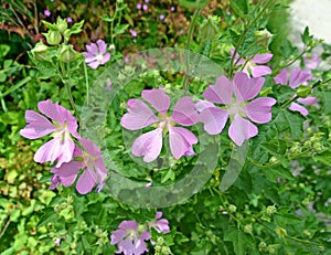 Forest mallow Malva sylvestris L.. Flowering plant